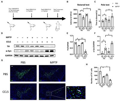 CCL5 promotes LFA-1 expression in Th17 cells and induces LCK and ZAP70 activation in a mouse model of Parkinson’s disease